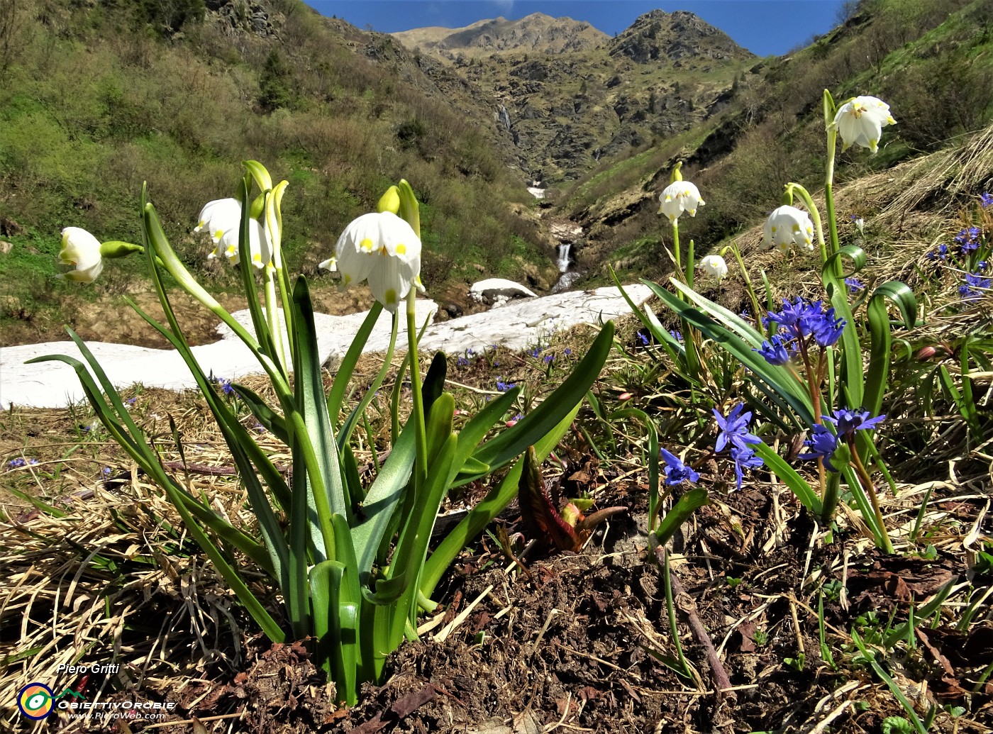 01 Sul sent. 124A per rif. Balicco Campanelline(Leucojum vernum) con Scilla bifolia.JPG